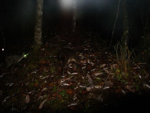 Image of Chinese Forest Musk Deer