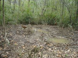 Image of Golden Pheasant