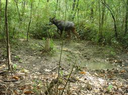 Image of Chinese Serow