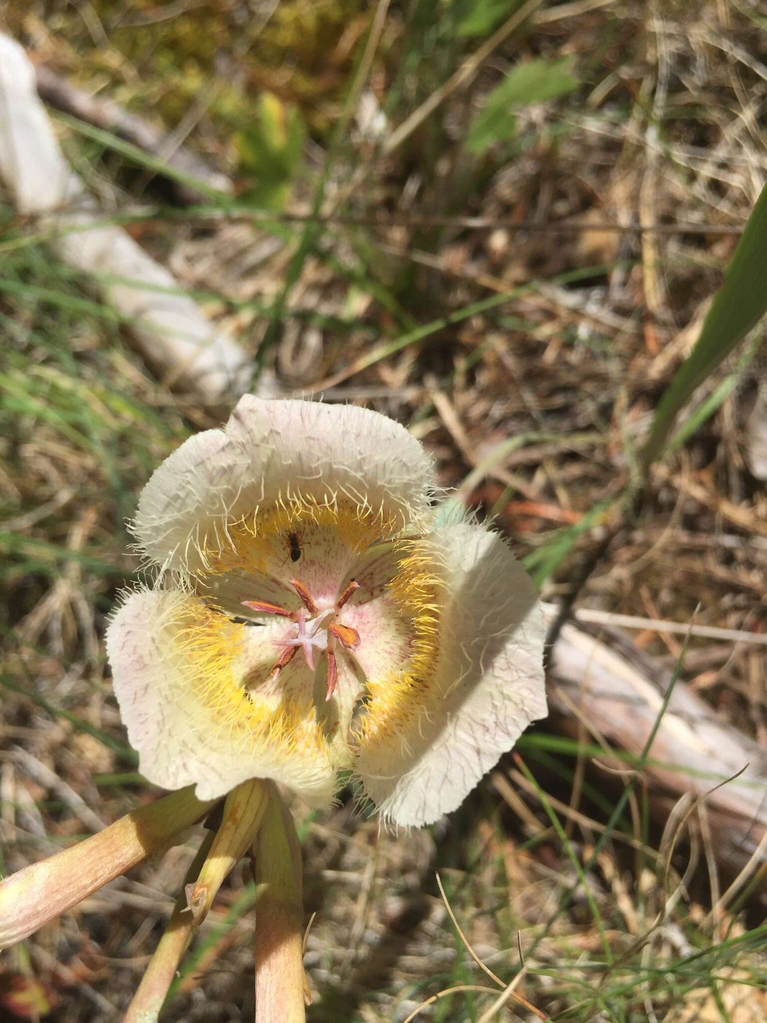 Calochortus coxii M. R. Godfrey & Callahan resmi