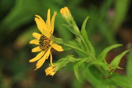 Image of Arnica sachalinensis (Regel) A. Gray