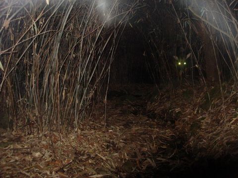 Image of Chinese Serow