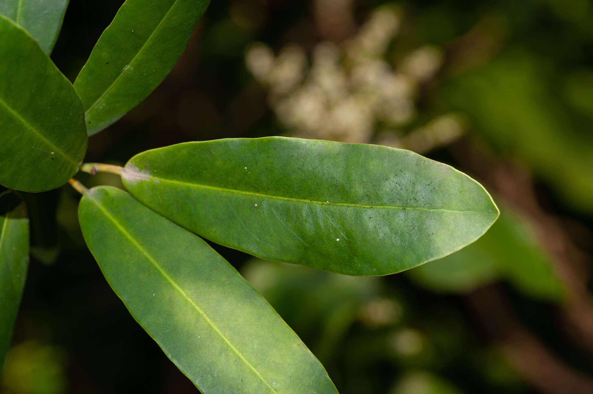 Brexia madagascariensis (Lamk.) Thouars ex Ker-Gawl. resmi