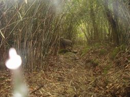 Image of Himalayan Goral