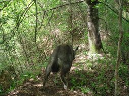 Image of Himalayan Goral