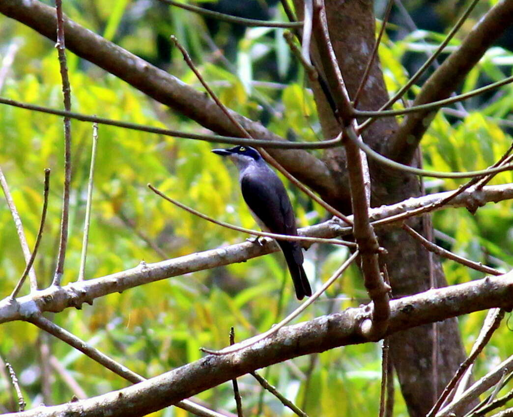 Image of Malabar Woodshrike