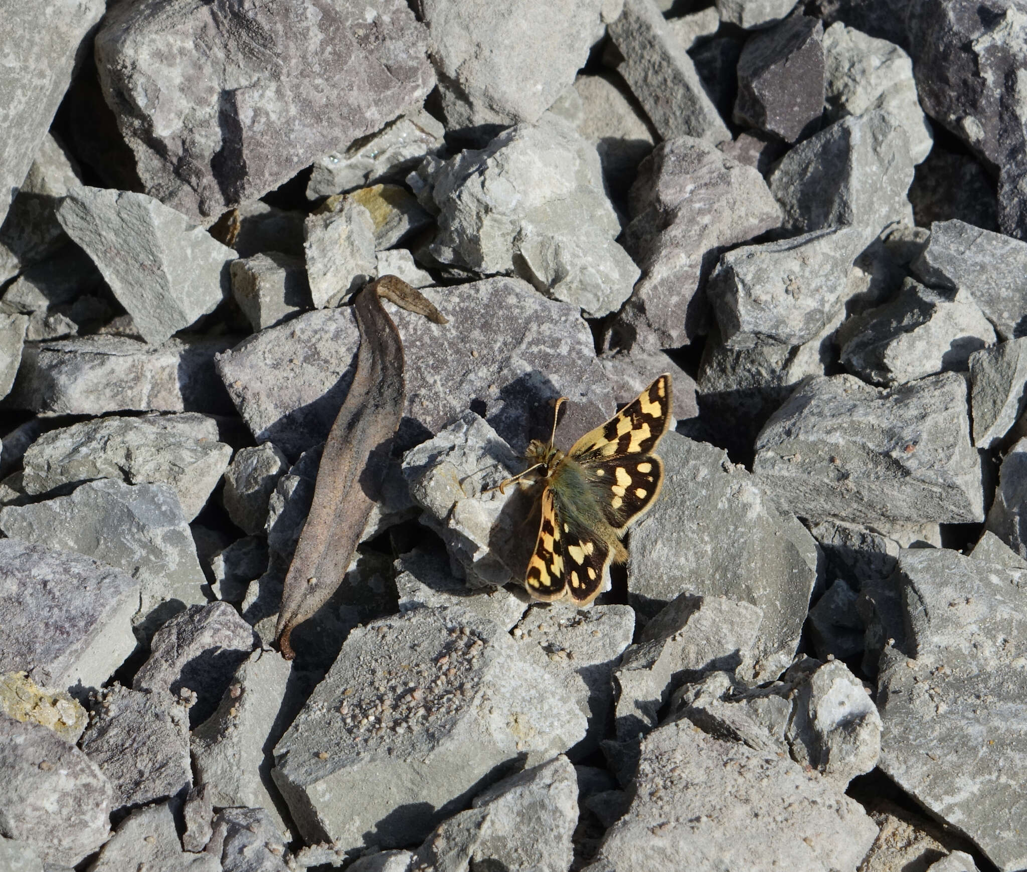 Image of Carterocephalus argyrostigma Eversmann 1851