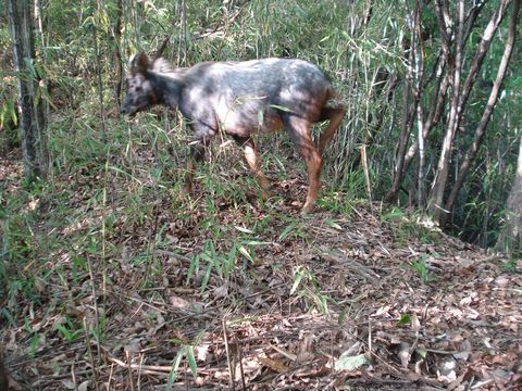 Image of Chinese Serow