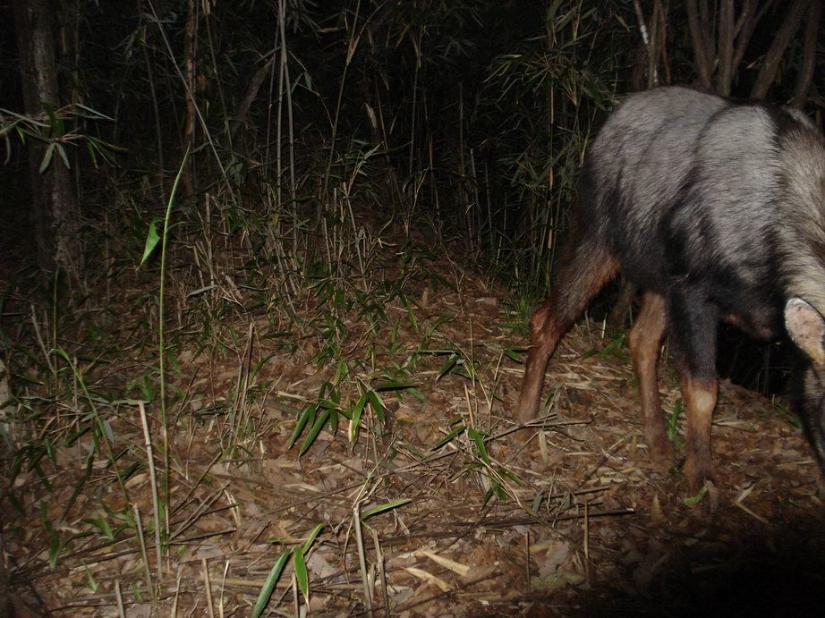 Image of Chinese Serow