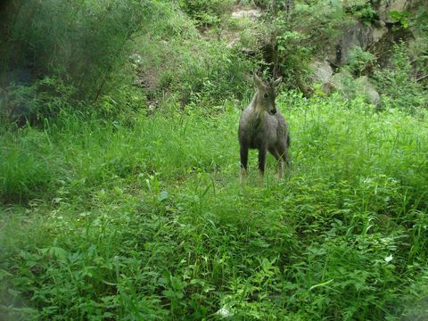 Image of Himalayan Goral