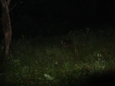 Image of Chinese Forest Musk Deer