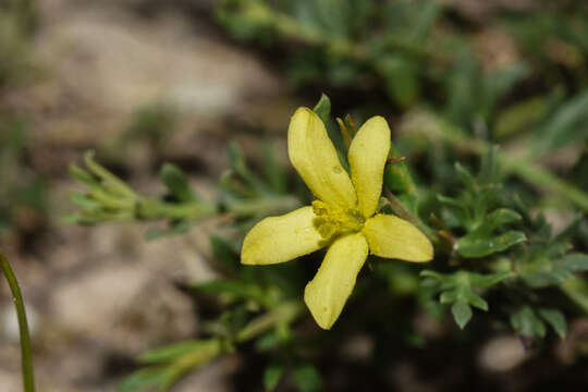 Plancia ëd Menodora integrifolia (Cham. & Schltdl.) Steud.