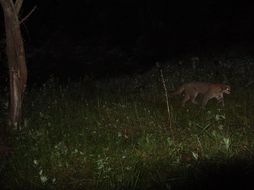 Image of Asian Golden Cat