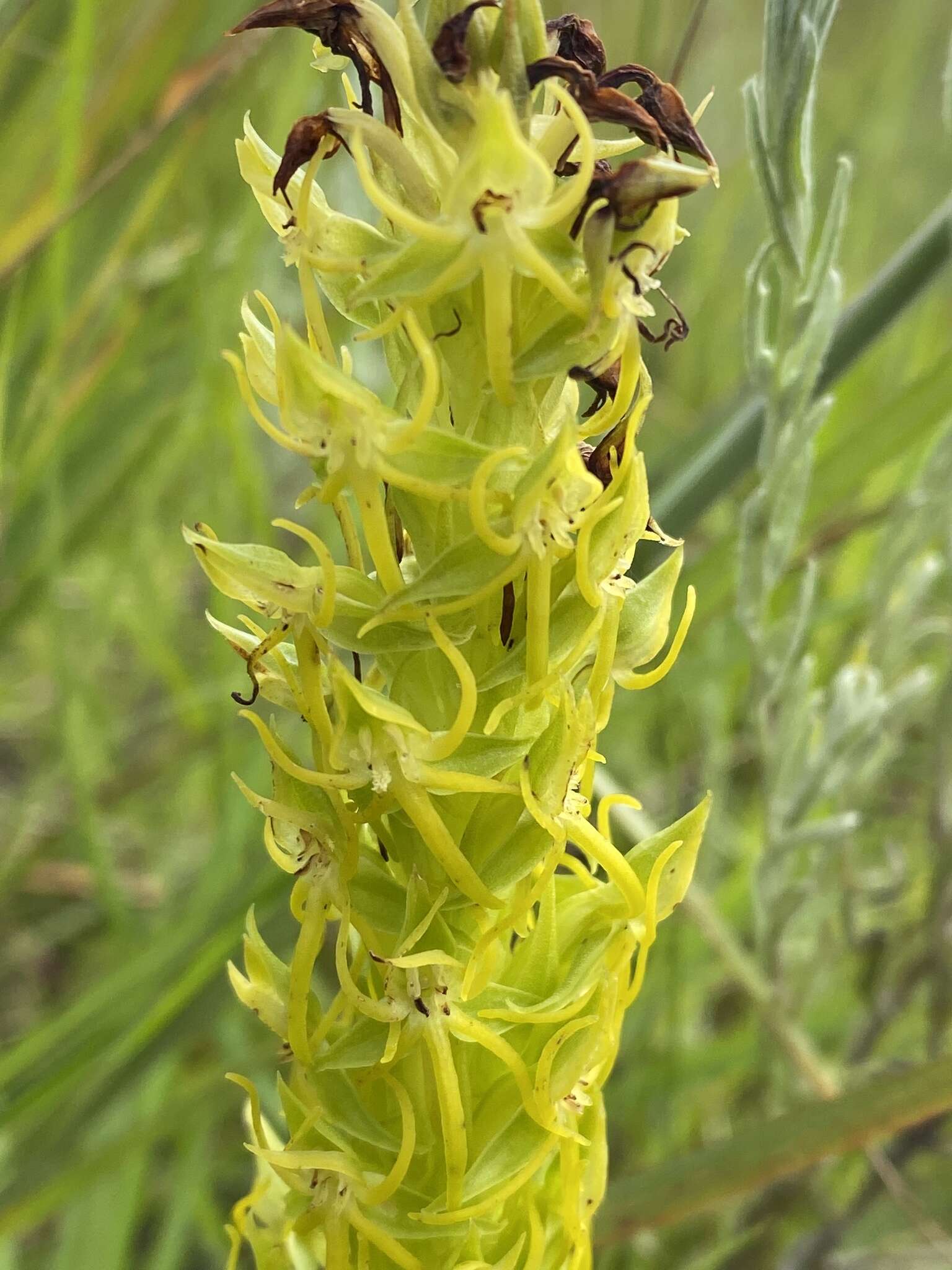 Слика од Habenaria lithophila Schltr.