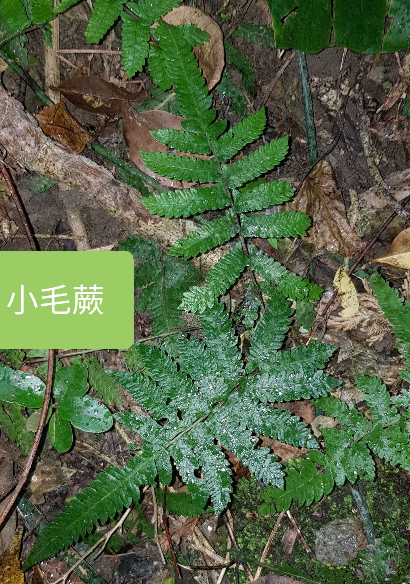 Image de Christella acuminata (Houtt.) Holtt.