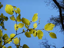 Image of Corylus cornuta subsp. californica (A. DC.) A. E. Murray