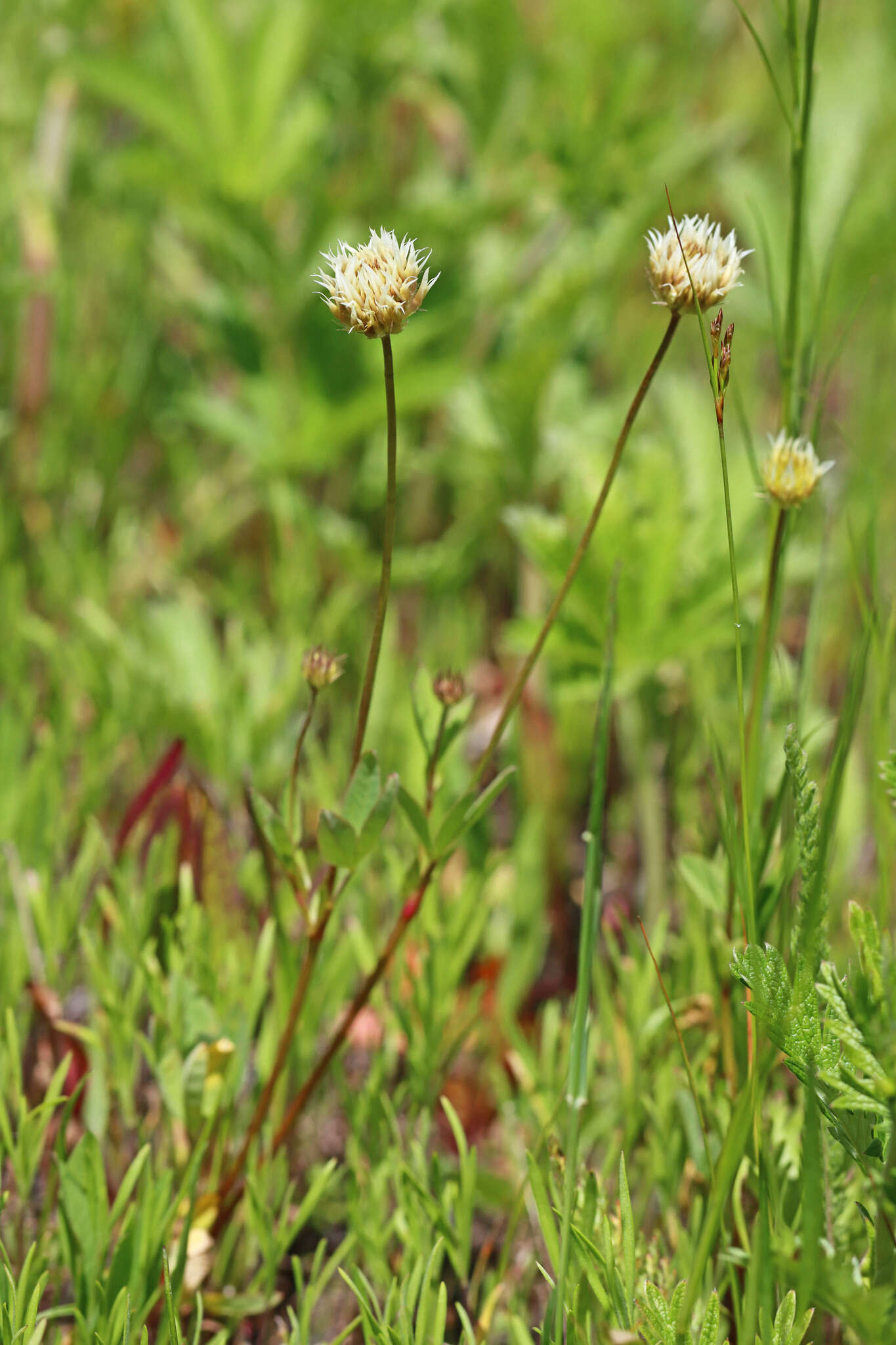 Image of longstalk clover