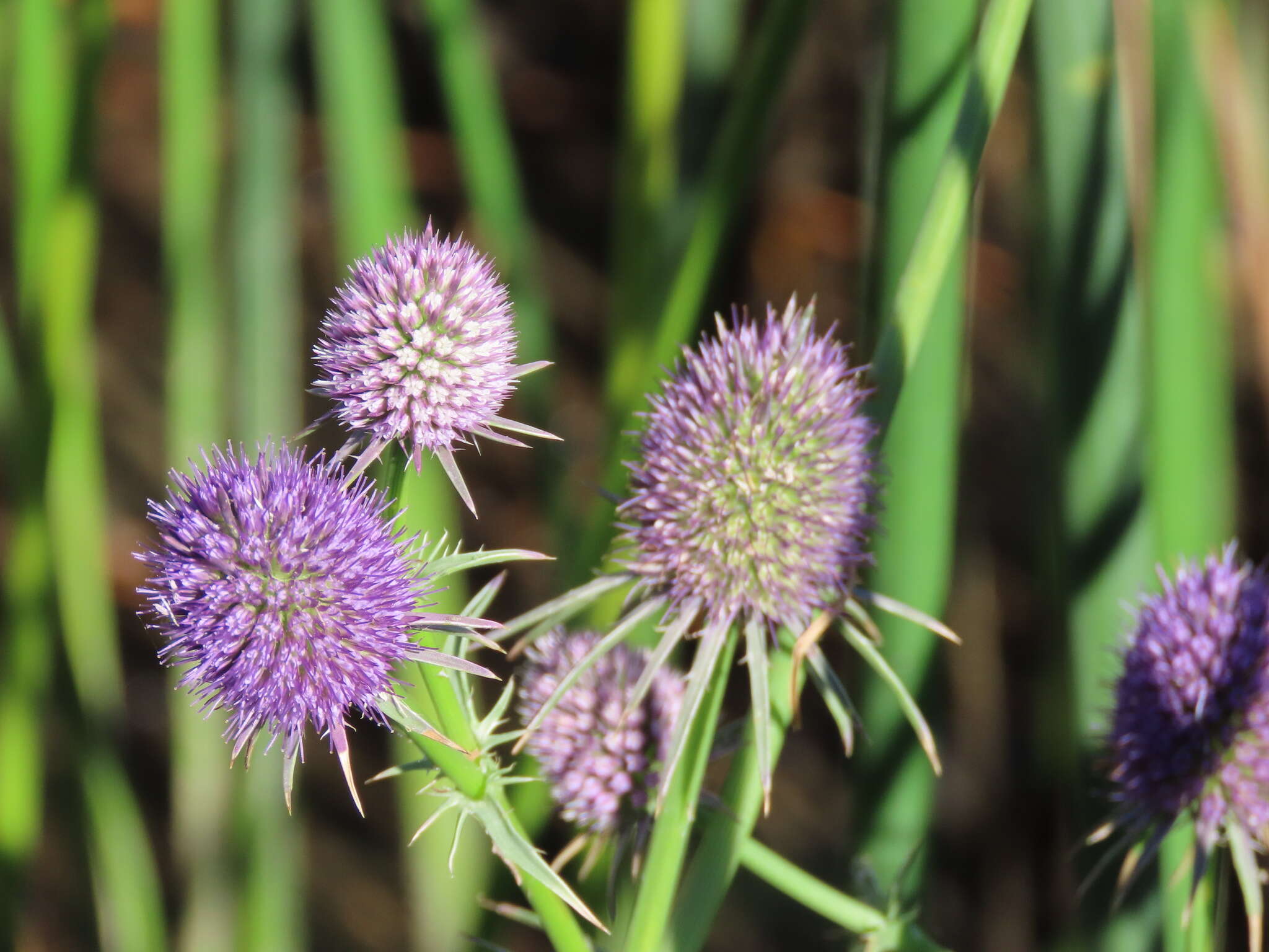 Imagem de Eryngium articulatum Hook.