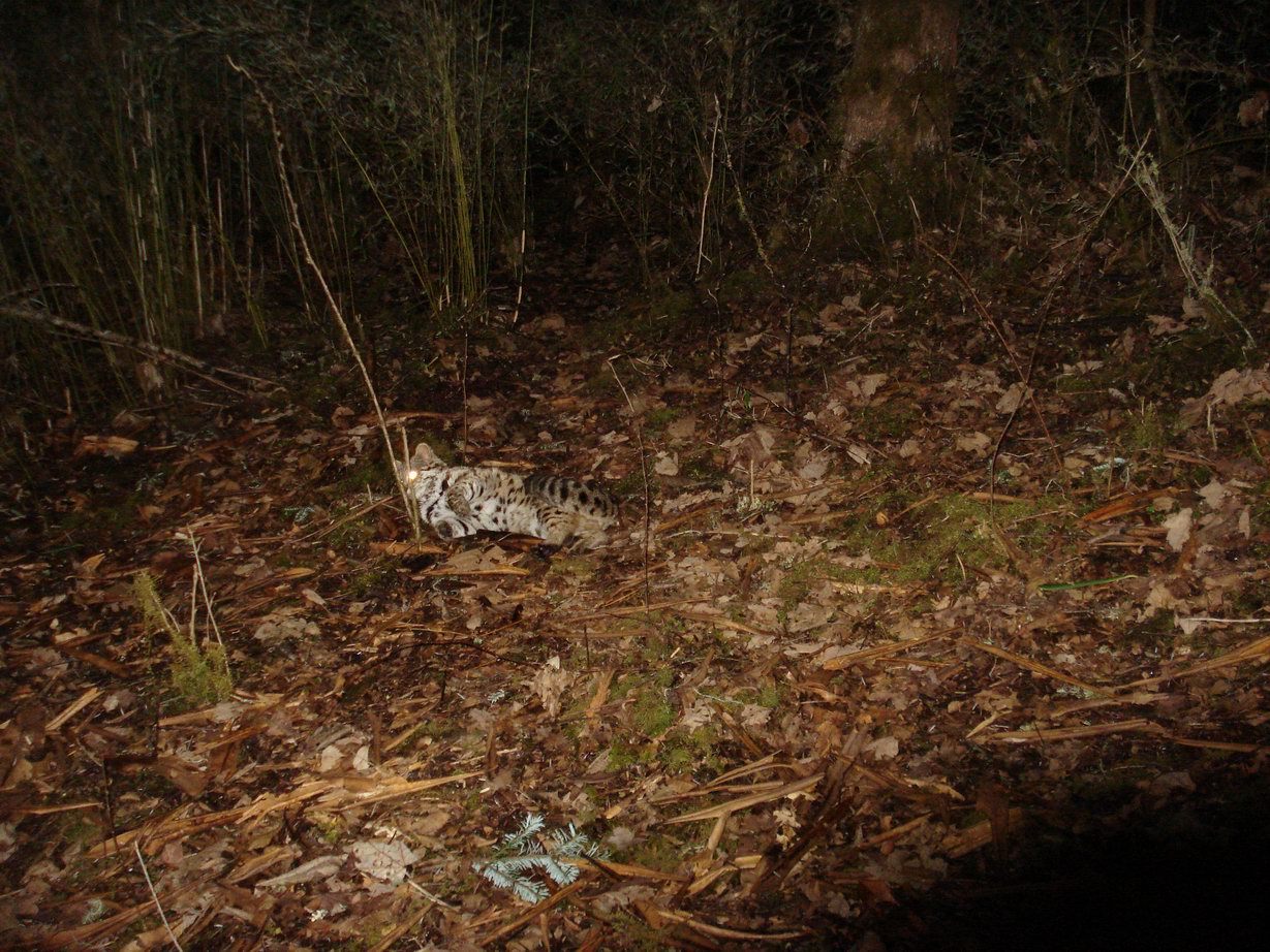 Image of Leopard Cat