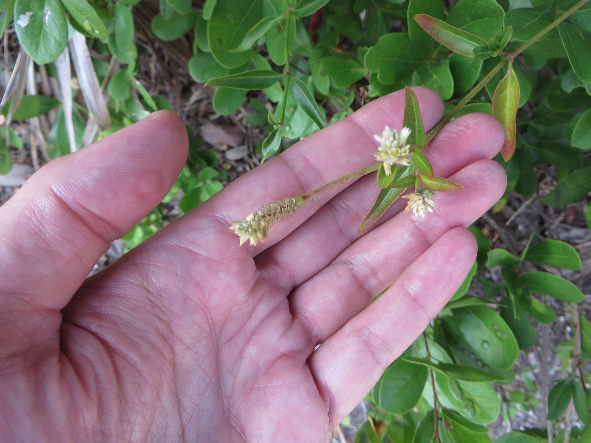 Sivun Alternanthera flavescens (Mart.) Kunth kuva