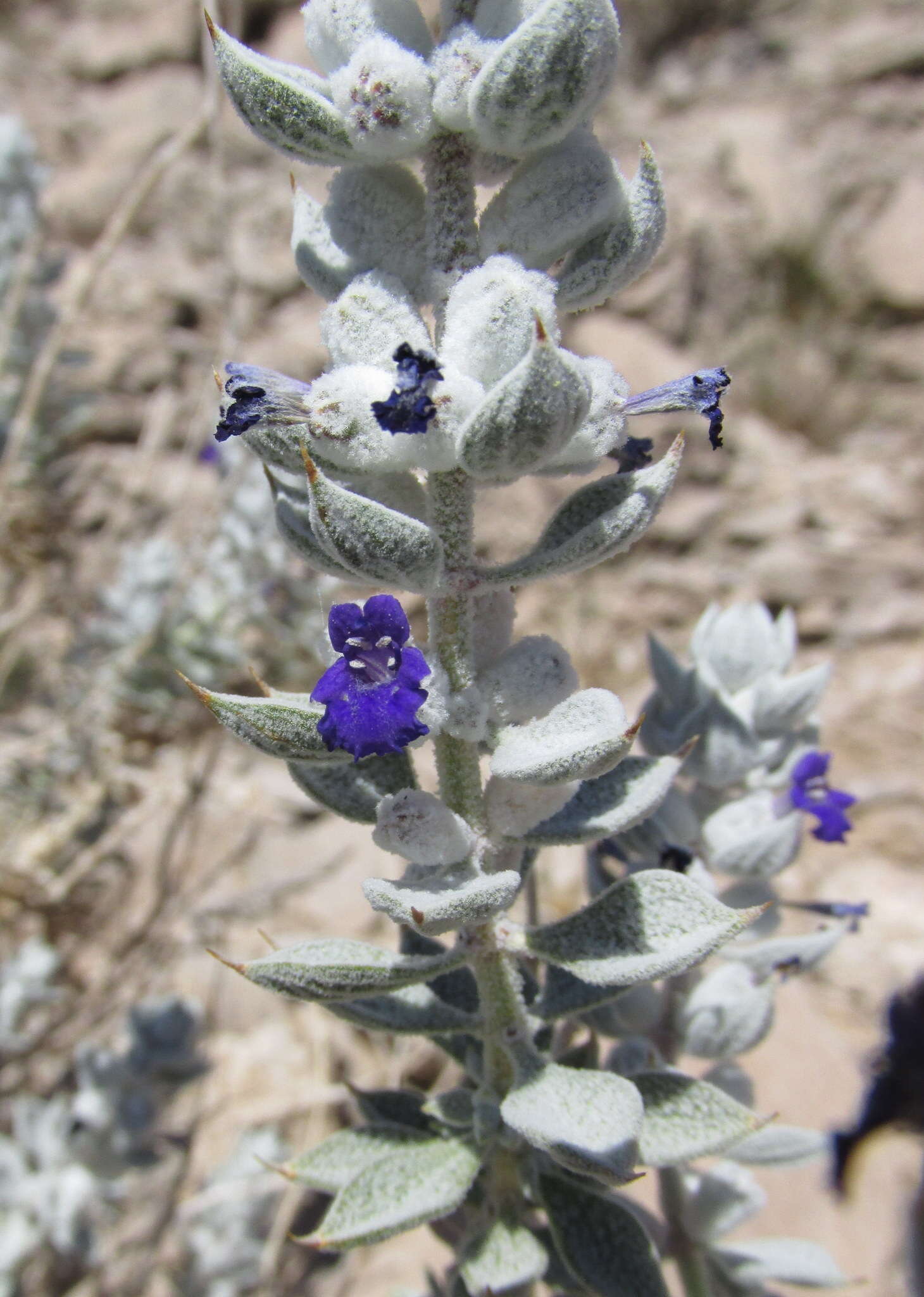 Imagem de Salvia funerea M. E. Jones