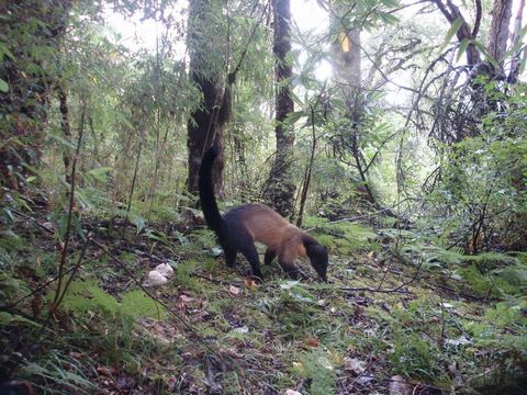 Image of Yellow-throated Marten