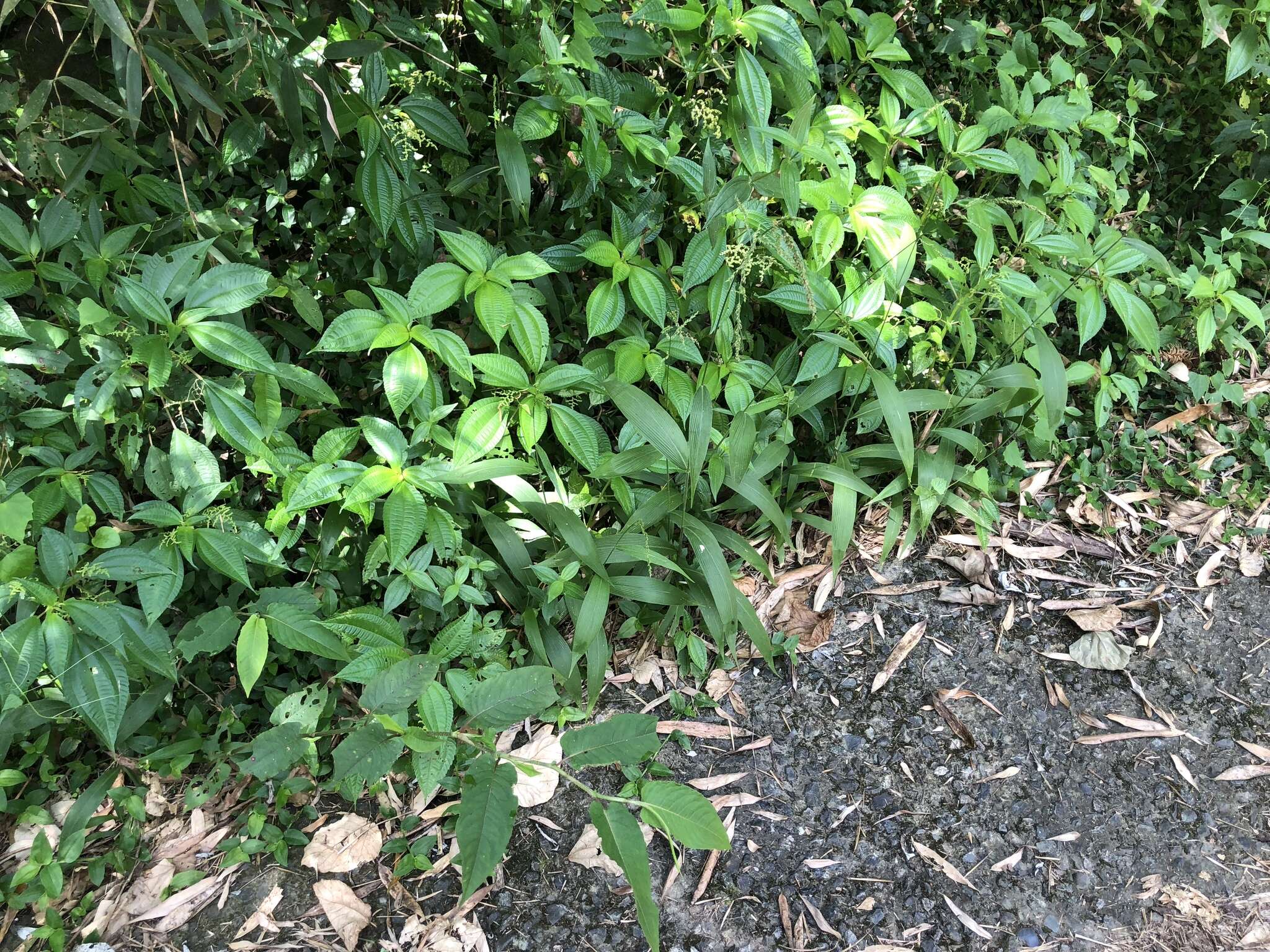 Image of bigleaf bristlegrass