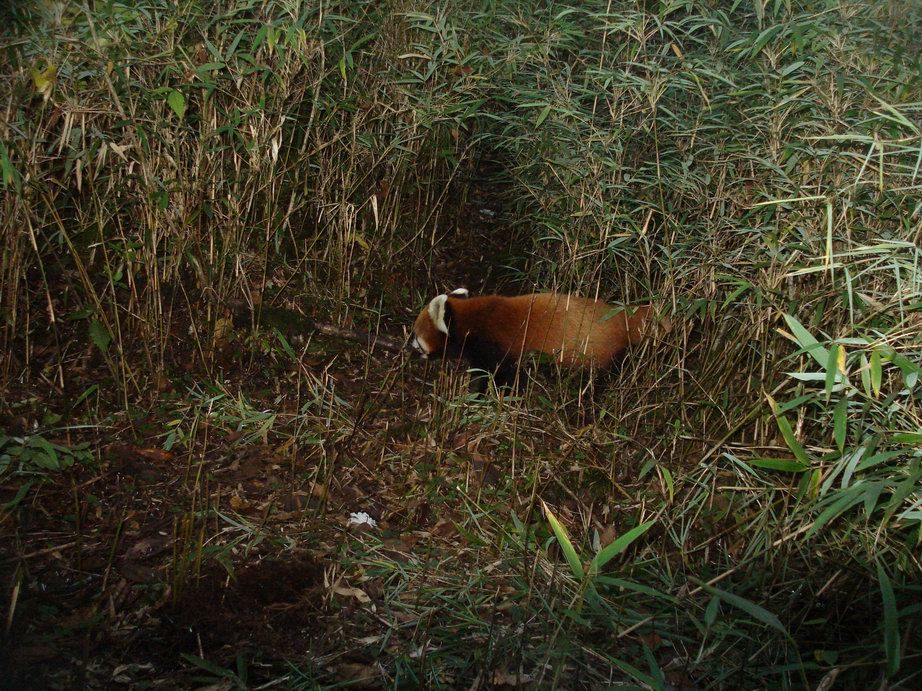 Image of Lesser Panda