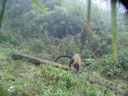 Image of Yellow-throated Marten