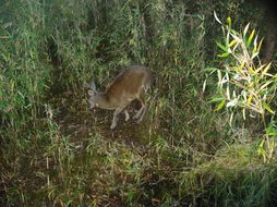 Image of Chinese Forest Musk Deer