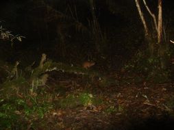 Image of Siberian Weasel