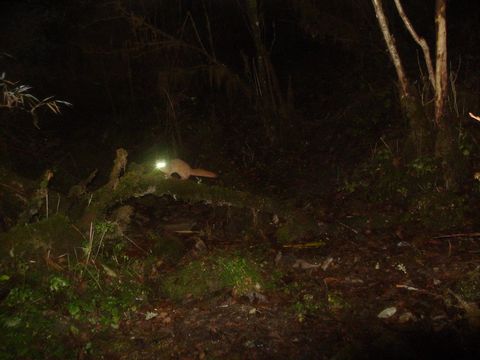 Image of Siberian Weasel