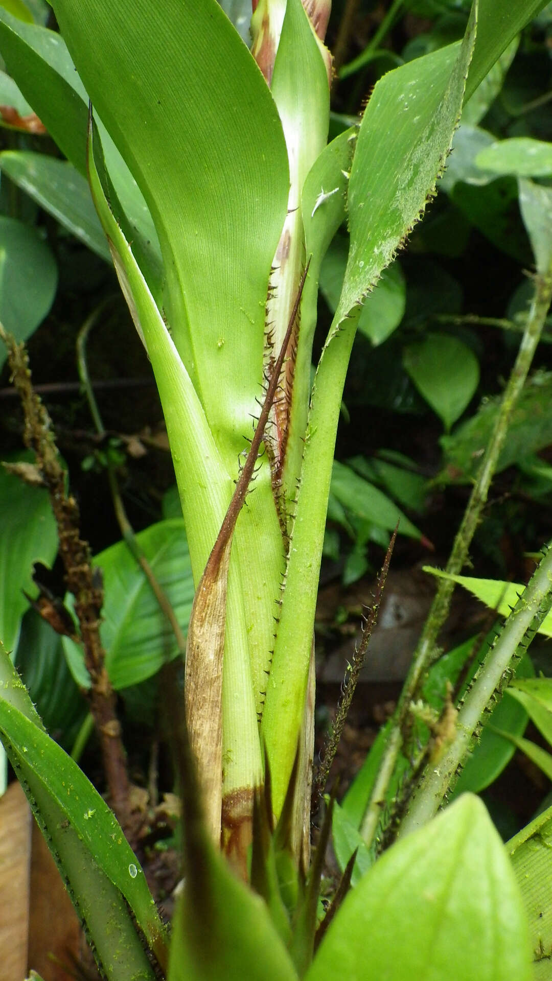 Image of Pitcairnia nigra (Carrière) André