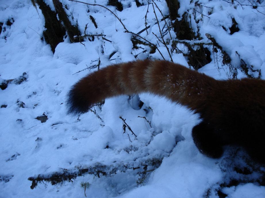 Image of Lesser Panda