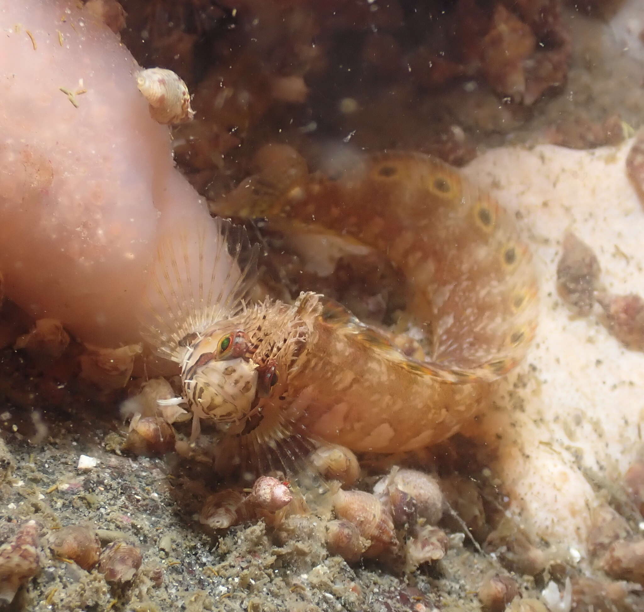 Image of Mosshead prickleback