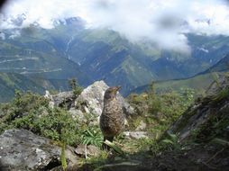 Image of Blue Rock Thrush