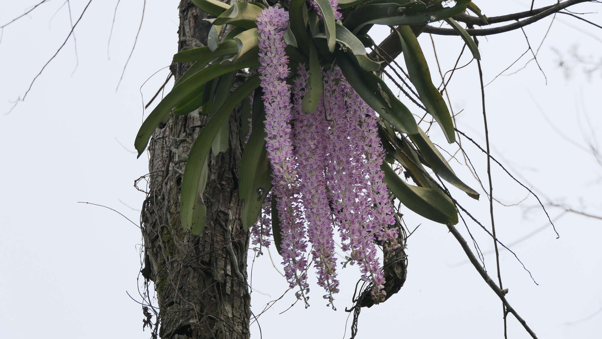 Слика од Rhynchostylis retusa (L.) Blume