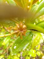 Image de Illicium hottense A. Guerrero