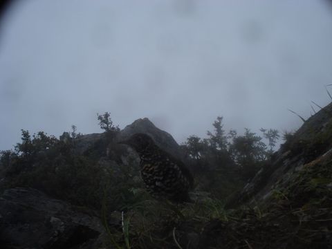 Image of Plain-backed Thrush