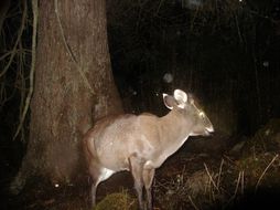 Image of Tufted Deer