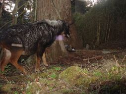 Image of Chinese Serow