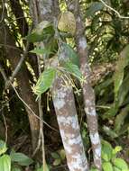 Imagem de Clerodendrum disparifolium Blume