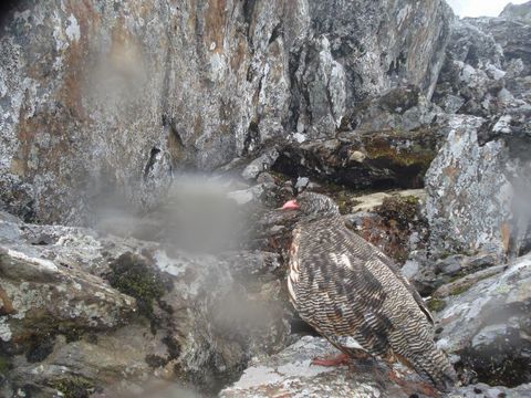 Image of Snow Partridge