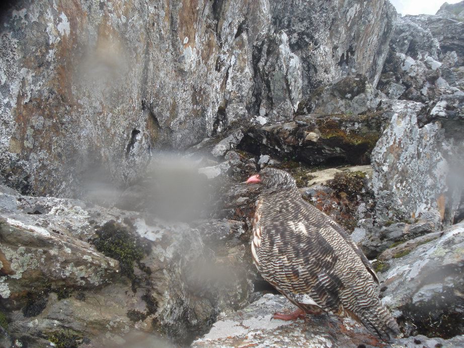 Image de Lerva des neiges