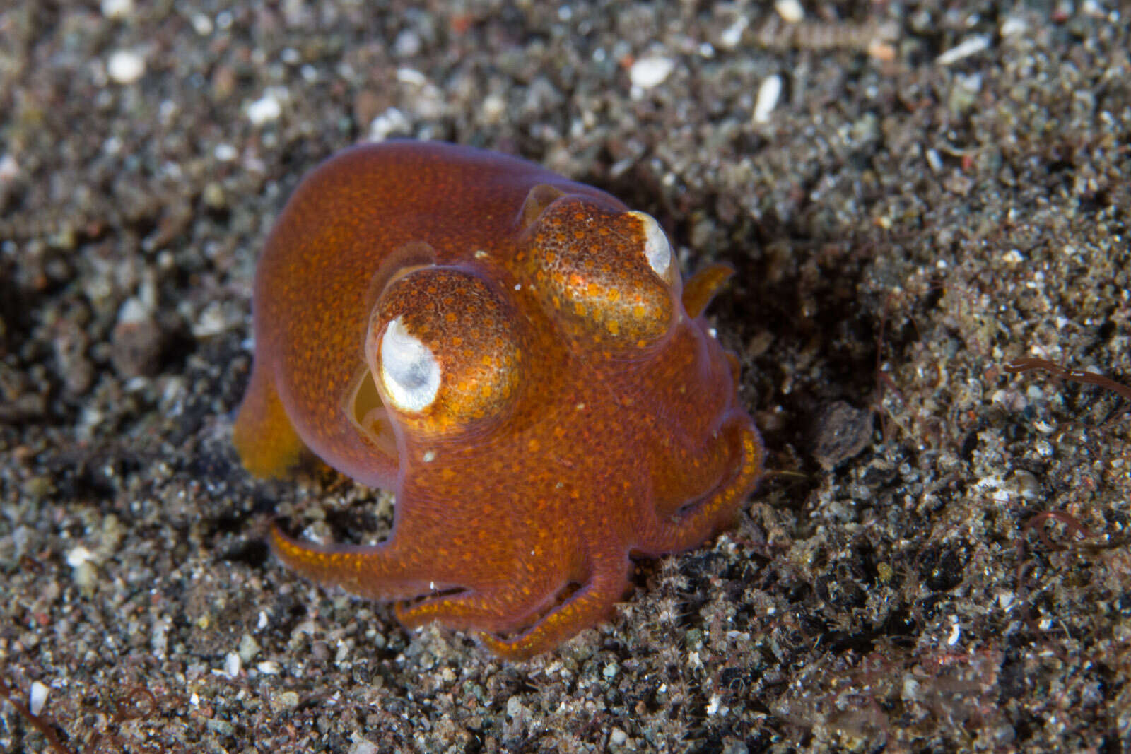 Image of Koch's Bottletail Squid