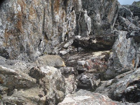 Image of Himalayan Marmot