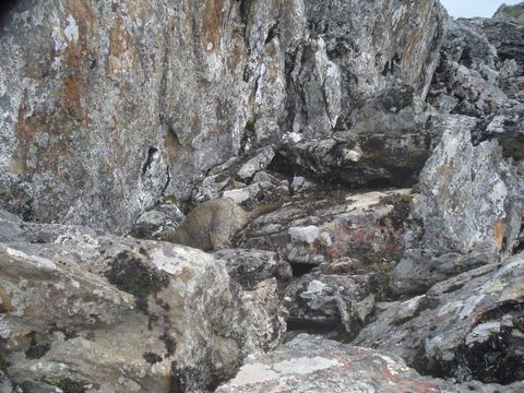 Image of Himalayan Marmot