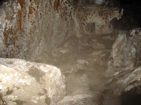 Image of Snow Leopard