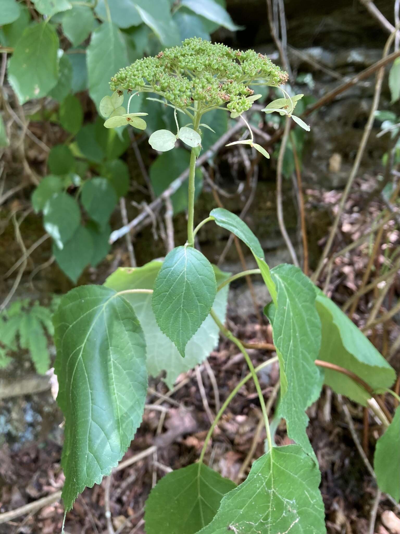 Imagem de Hydrangea cinerea Small