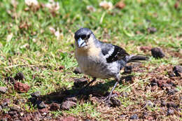 Image of Fringilla coelebs moreletti Pucheran 1859